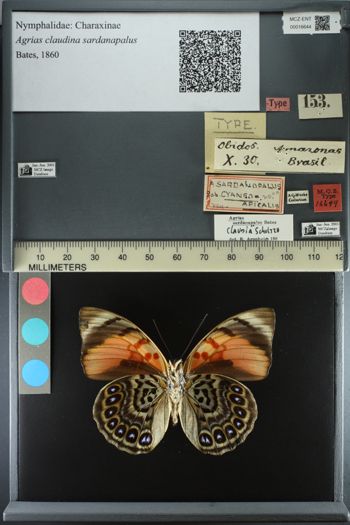 Media type: image;   Entomology 16644